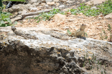Two stellio lizards on stone