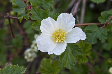 Obraz na płótnie Canvas white flower on a branch closeup