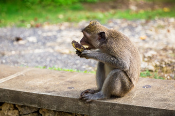 Balinese monkey