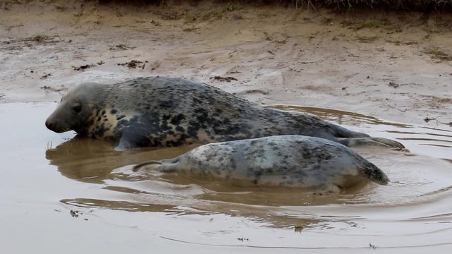 Grey Seal Cow and Pup