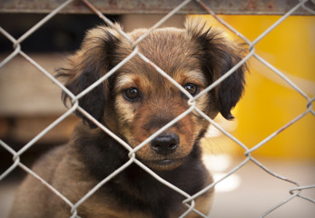 Dog puppy looking behind a fence