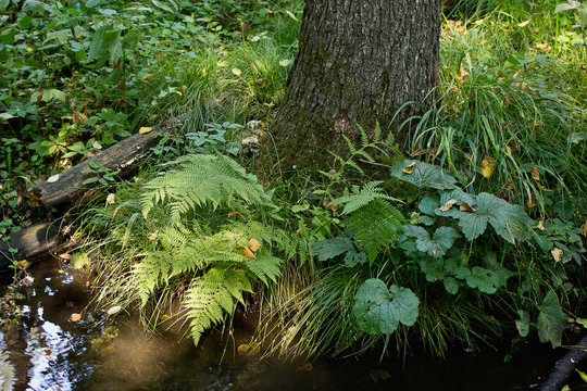 tree in the bush on the bank of the creek closeup