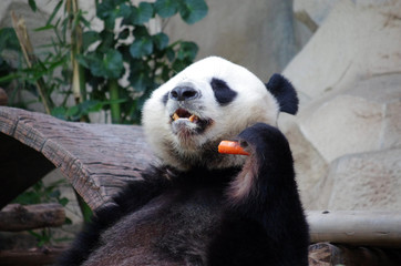 Fototapeta premium Panda Bear, Chiang Mai Zoo