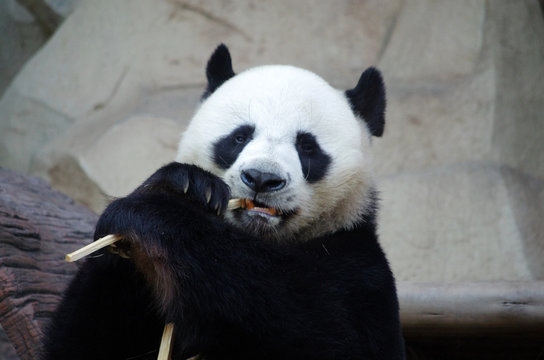 Panda Bear, Chiang Mai Zoo