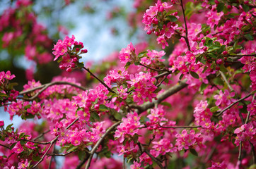 Branch blossoming apple red