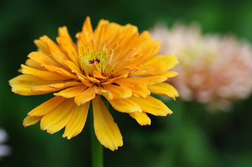 Bright flower zinnias