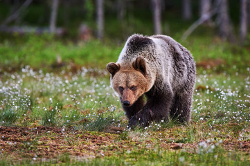 Brown bear walking in the taiga