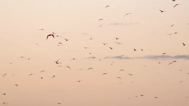 Flock of silhouetted sea birds on vivid summer sunset backdrop