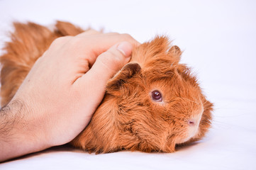 Fototapeta premium Guinea pig