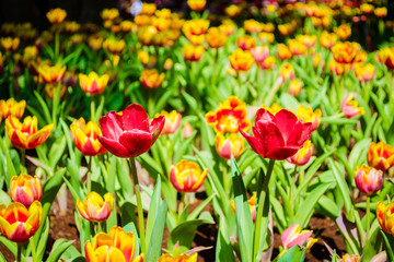 Red tulip flower, Flower festival, Chiang Rai Thailand.