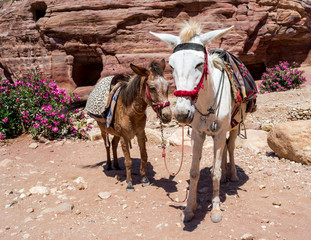 horse in Petra canyon