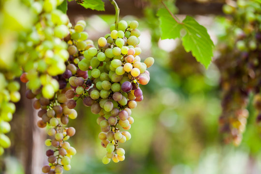 Bunches of red wine grapes hanging on the vine