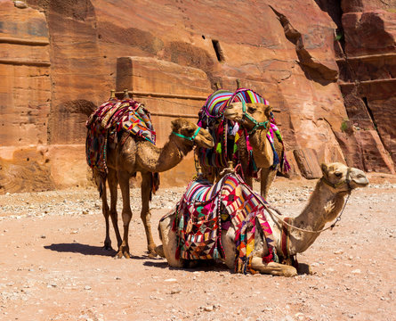 camels in Petra canyon