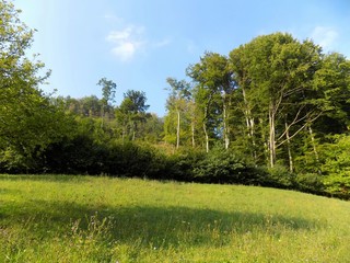 Meadow and forest