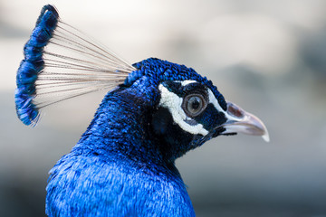 Close up image of a blue male peacock or peafowl 