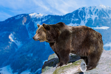 Brown Bear