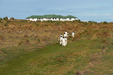 Obraz premium Gentoo Penguins (Pygoscelis papua) walk along a grassy path towards the sea on Sealion Island in the Falkland Islands.