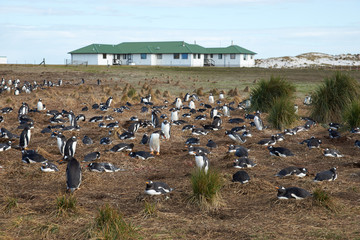 Fototapeta premium Gentoo Penguin (Pygoscelis papua) colony next to Sealion Lodge on Sealion Island in the Falkland Islands.