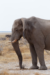 Naklejka na ściany i meble big african elephants on Etosha national park