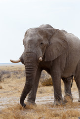 Fototapeta na wymiar big african elephants on Etosha national park