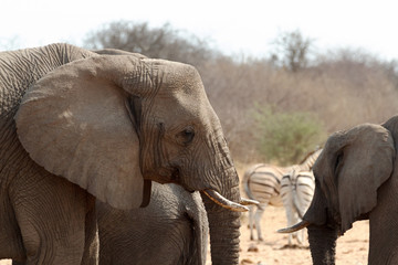African elephants at a waterhole