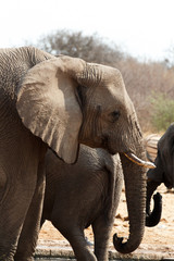 African elephants at a waterhole
