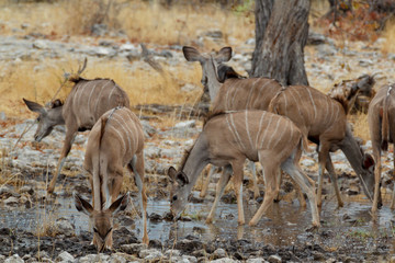 Obraz na płótnie Canvas herd of Kudu on way to waterhole