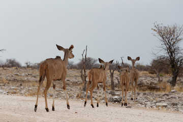 Fototapeta na wymiar herd of Kudu on way to waterhole