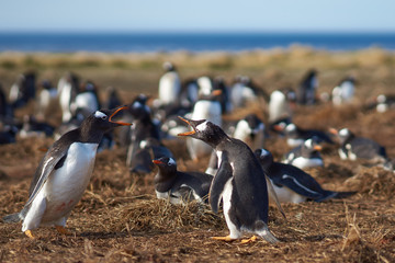 Two Gentoo Penguins (Pygoscelis papua) squabbling during the breeding season on Sealion Island in the Falkland Islands.
