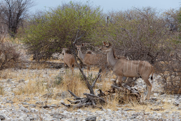 herd of Kudu on way to waterhole