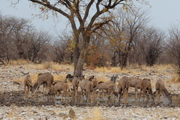 Naklejka na ściany i meble herd of Kudu on way to waterhole