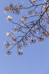 Sakura branch with blue sky