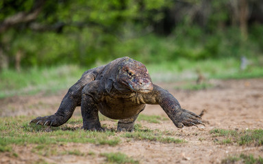 Komodo dragon is on the ground. Interesting perspective. The low point shooting. Indonesia. Komodo National Park. An excellent illustration.