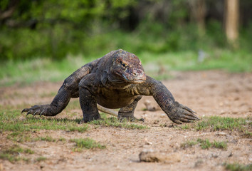 Komodo dragon is on the ground. Interesting perspective. The low point shooting. Indonesia. Komodo National Park. An excellent illustration.