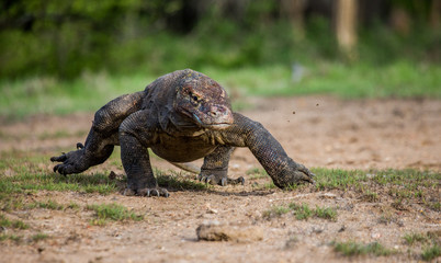 Obraz premium Komodo dragon is on the ground. Interesting perspective. The low point shooting. Indonesia. Komodo National Park. An excellent illustration.
