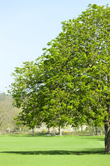 Fototapeta na wymiar New leaf growth on a tree