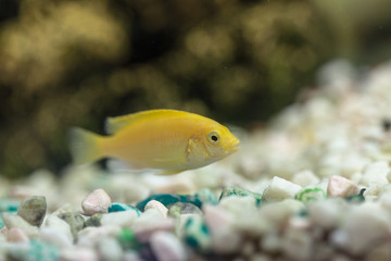 Labidochromis yellow in quarium
