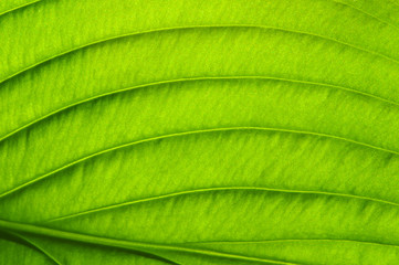  green leaf texture