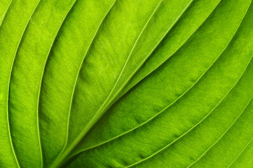  green leaf texture