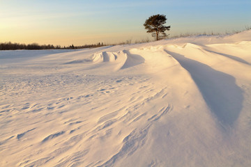 Tree among the snow fields