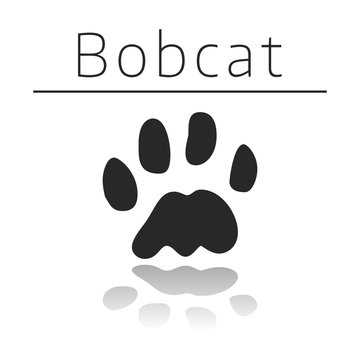 Bobcat animal track
