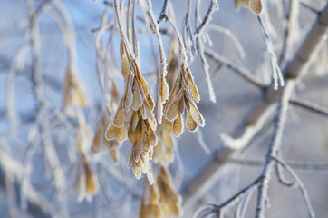 birch branches in hoarfrost and snowflakes