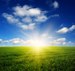Fototapeta premium field and sun