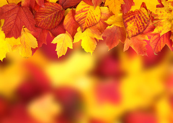  branch with autumn leaves