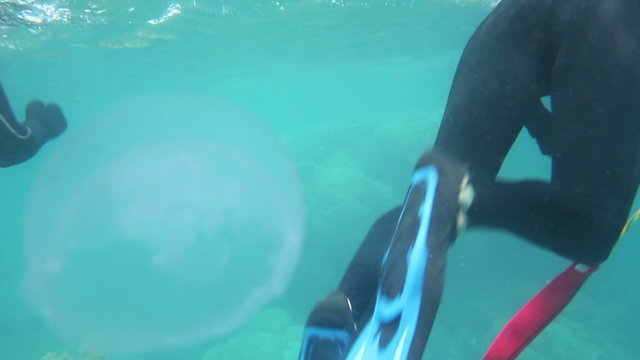 A moon jelly, aurelia aurita, swims near a group of snorklers in the Great Barrier Reef.