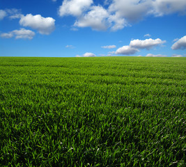 Obraz premium green field