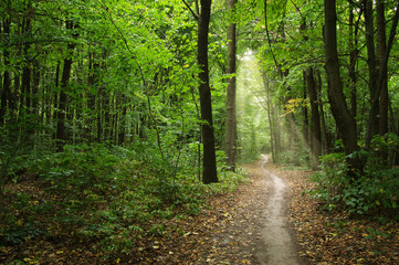 Forest with sunlight