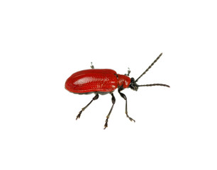 red beetle