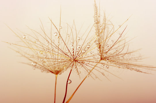 Fototapeta dandelion