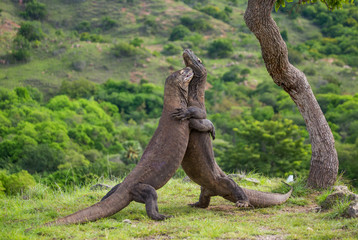 Fototapeta premium Komodo Dragons are fighting each other. Very rare picture. Indonesia. Komodo National Park. An excellent illustration.